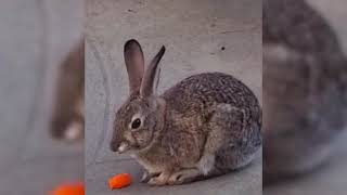 Details Cute rabbit eats carrot - feeding rabbit carrots Update