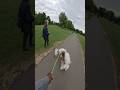 Viola made a new friend!! #husky #viral #dogs #pets #funny #petlover #london #duet #dogdad #fyp