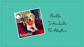 Noelle ready for new family