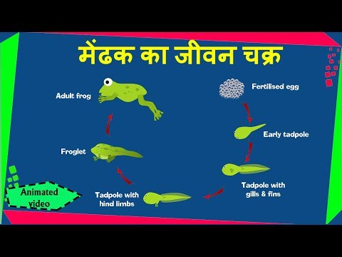 Life cycle of frog in hindi    मेंढक का जीवन चक्र