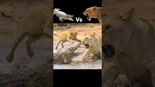 Crocodile attack baby lion protect mom lion 🐊🦁 #shorts #animals