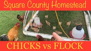 How old should your chicks be before introducing to your flock?