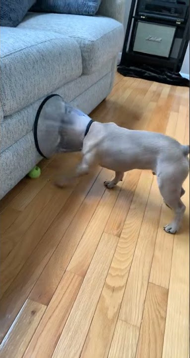 This is why we love dogs