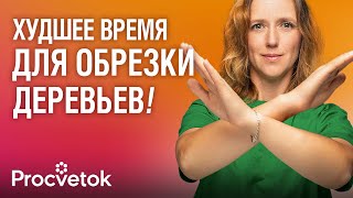 картинка: НЕ ВЗДУМАЙТЕ ОБРЕЗАТЬ ДЕРЕВЬЯ ОСЕНЬЮ пока не посмотрите это видео! Когда обрезать плодовый сад?
