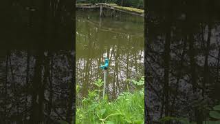 Method Feeder Cast