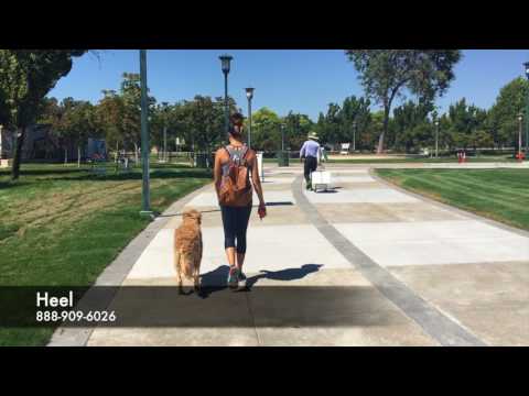 golden-retriever-"wrigley"-l-epic-transformation-l-dog-training-bay-area