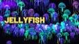 The Fascinating World of Jellyfish ile ilgili video