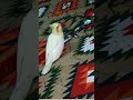 Cuteness overload small cocktail Bird #birds #talkingparot #babybird #video #babyanimals #cocktail