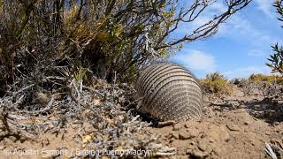 Pygmy Armadillo / Dwarf Armadillo / Piche Patagónico (Zaedyus pichiy) - Birding Puerto Madryn