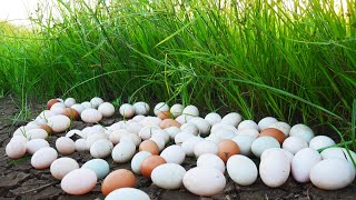 wow! pick a lot of eggs duck in rice field when dry water pick by a farmer
