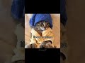 Mai janti hun* 😺 || #explore #cat #meme #fypシ゚viral @stvryy_87