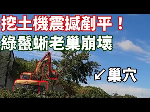 20噸級挖土機！暴力剷平綠鬣蜥巢穴！「徒手抓龍」+「手刀衝刺」捕獲大成功！用臉探險EP18