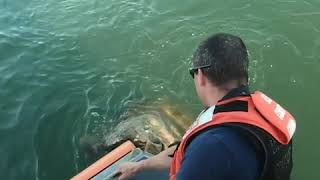 Members of Coast Guard help rescue 200-pound loggerhead turtle trapped in line | ABC News
