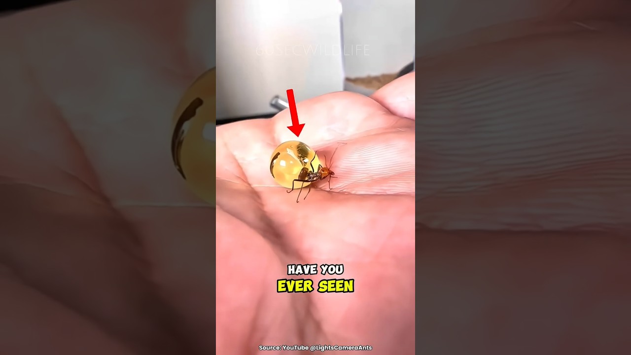 These Ants Are Edible! 