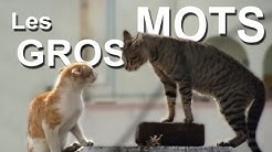 Parole De Chat Youtube