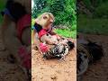 Lovely Animals Are Famous Best SokYaa And SokHaa Very Smart And Amazing Video Shorts Lovely Animals Are Famous Best SokYaa And SokHaa Very Smart And Amazing Video Shorts