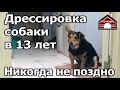 Дрессировка собаки в 13 лет  Работа подписчицы