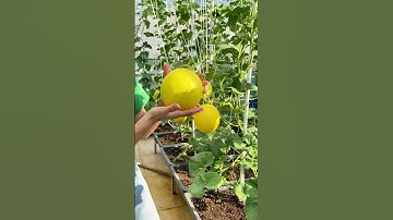 TRICHODERMA Giúp Nuôi Rễ Khỏe Mạnh, Tăng Cường Đề Kháng Cho Cây Trồng #trichoderma #vuonsanthuong