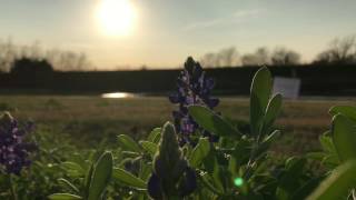 Peaceful Bluebonnets In Nature - Spooky Black Forest Sounds Bg Music