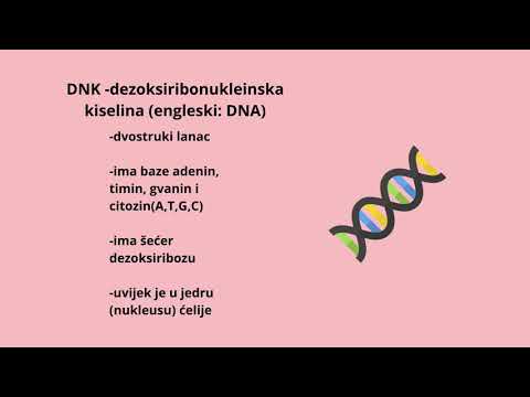 Razlike između DNK i RNK