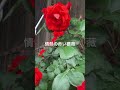 情熱の赤い薔薇そしてジェラシー