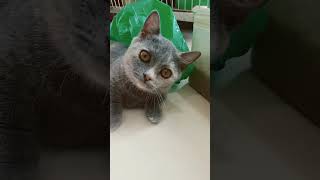 cat smhsus dndhud dmsidd kdjd
