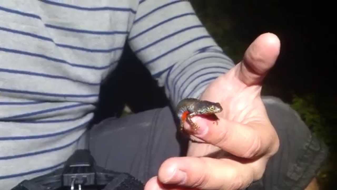 Tritón alpino (Mesotriton alpestris). La dama del lago. GONZALO.