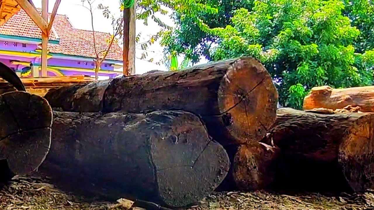 Sawing dry teak wood in a band saw || Out of the woods sawmill - YouTube