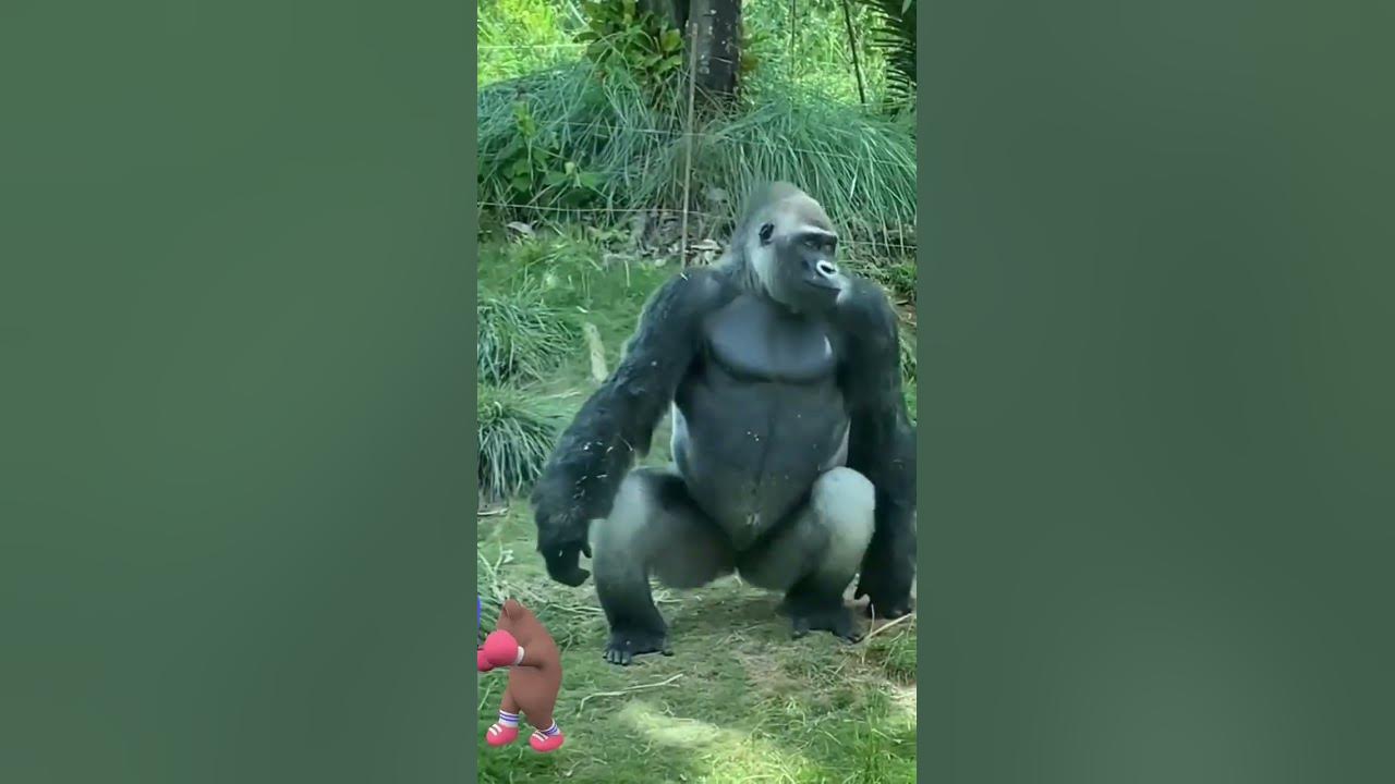 New Dance Song dance shortvideo shorts news dance Song YouTube new-dance-song-dance-shortvideo-shorts-news-dance-song-youtube
