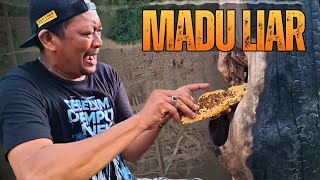 Download Lagu BAR PANEN JAGUNG, PANEN MADU ALAM MP3