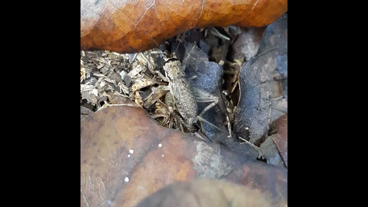 A Cricket-Nymph-1st. 