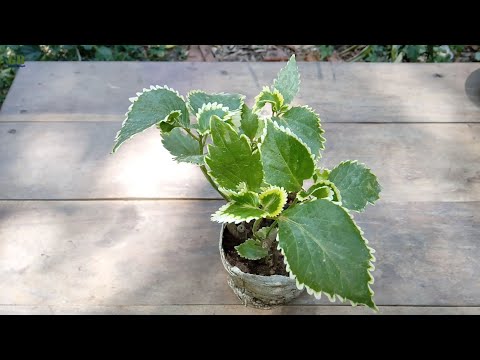 How to propagate acalypha wilkesiana or copperleaf plant and care