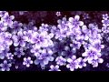 Hundreds of Moving Purple Flowers | 4K Relaxing Screensaver