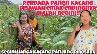 PERDANA PANEN KACANG DISAWAH\u0026MIRIS HARGA TIMUN CUMA SEGINI!!