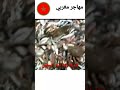 ظهور مهاجر مغربي بعد استخراج شبكة صيد الاسماك ظهور مهاجر مغربي بعد استخراج شبكة صيد الاسماك