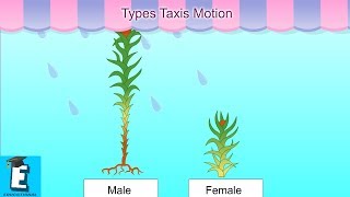 Types Taxis Motion Learn for Children and Kids