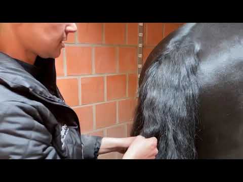 Professional tips for caring for a horses tail
