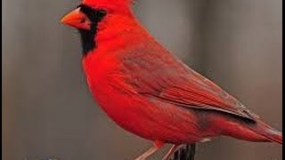 Birds in winter , Canada, Québec
