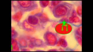 IMMUNE SYSTEM: COMPLEMENT SYSTEM