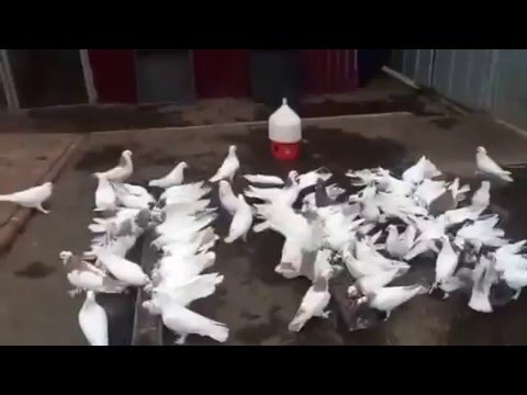 смотреть видео бойные голуби