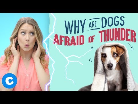 Video: Come calmare il tuo cane durante una tempesta