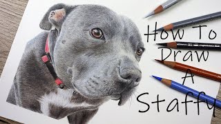 How to draw a Dog - Staffy Tutorial