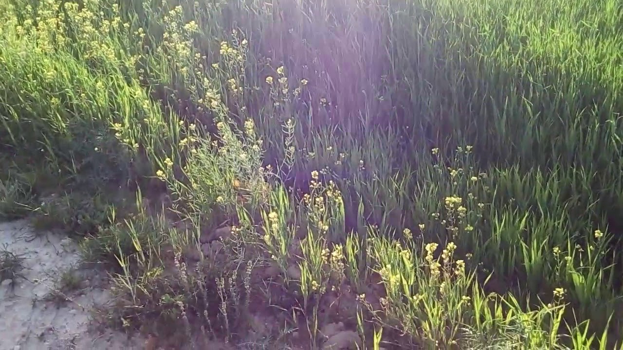 ربوع نبر في فصل الربيع مع واحدة من تراث الكاف (راعي النحيفة)