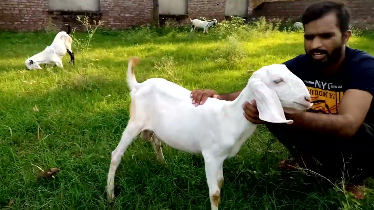 Pure rajanpuri nassl ka bakra hamry pass a gya ha.Plz support 1k subscribers.