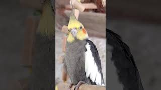 #birds #viralvideo #cockatiel #modapet #pets #petsfofinhos #parrot #lovebirds #calopsita