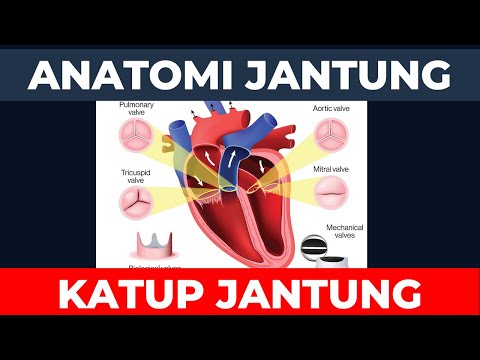 Video: Di manakah letak katup semilunar di jantung?