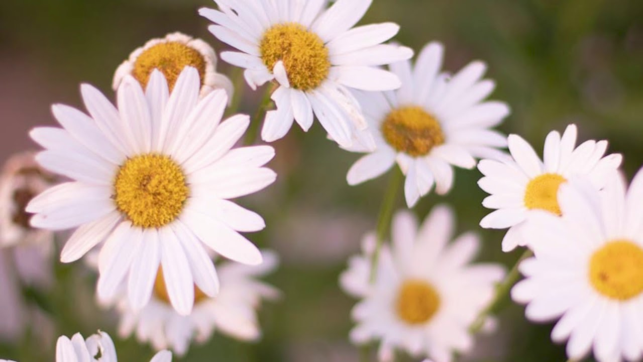 Crazy Daisies YouTube