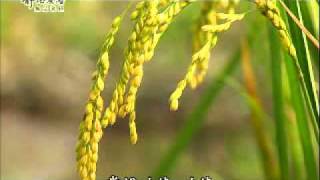 20100901-1《靜思晨語。慈濟宗門》第一功德(二)