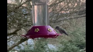 Hummingbird is 1st on Shauns Feeder after Freezing Vancouver Island Night