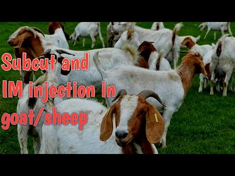 Professional Subcutaneous and Intramuscular injection in goats and ...